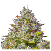 BLUE GELATO 41 STRAIN  - BARNEY’S FARM